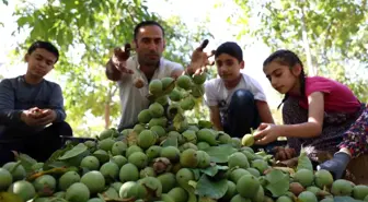 Elazığ'da Ceviz Hasadı Başladı