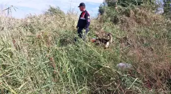 Karacabey'de Kaybolan 68 Yaşındaki Adamın Cansız Bedeni Bulundu