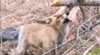 Isparta'da Tilkiye Tavuk Eti İkram Edildi