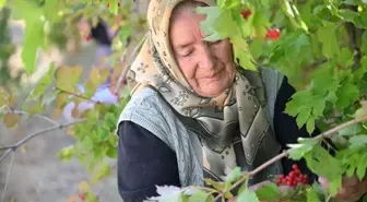 Kayseri'nin Tescilli Gilaburu Meyvesi Talep Görüyor