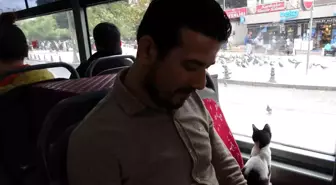 Taksim'de Sevimli Kedi Yolculuğu