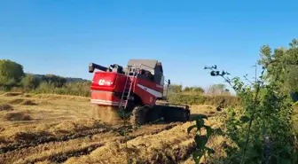 Sinop'ta Çeltik Hasadı Başladı: Üreticiler Verimden Memnun