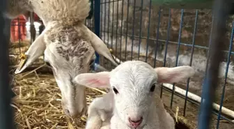 Balıkesir'de Karacabey Merinosu Koyunları Kuzu Doğumlarına Başladı