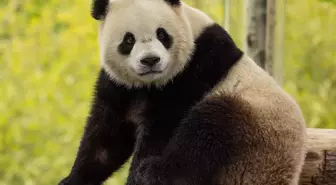 ABD'ye İki Yeni Panda Geliyor