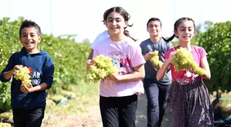 Elazığ'da Üzüm Hasadına Çocukların Renkli Katkısı