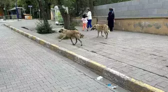 Kağızman'da Sokak Köpekleri Tehlike Saçıyor