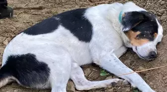 İstanbul'da ölen İngilizce öğretmeninin köpeği mezarının başından ayrılmıyor