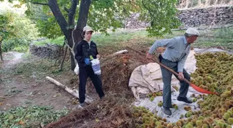 Aydın'da Kestane Hasadı Devam Ediyor