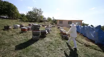 60 Yaşındaki Kadın Arıcılıkla Ekonomik Bağımsızlık Kazandı