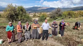 Kütahya'nın Muratlı Köyü'nde Patates Üretimi Artıyor