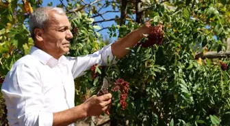 Saimbeyli'de 'Sumakçı Dede' ile Meyve Vermeyen Sumağa Aşı Geliştirildi