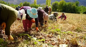 Dünya Kadın Çiftçiler Günü'nde Kadınların Rolü Vurgulandı