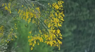 Yeni Bitki Türü 'Komşu Borçağı' Bilim Dünyasına Tanıtıldı