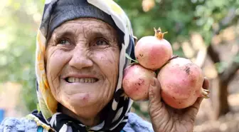 Adana'da Kuytucak Narında Hasat Başladı