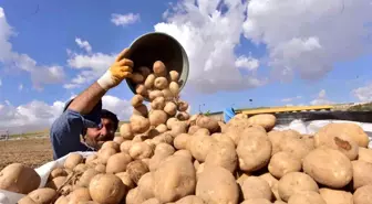 Bitlis'in Ahlat İlçesinde Patates Hasadı Başladı