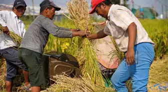 Nepal'de Dünya Gıda Günü Kutlaması: Pirinç Hasadı