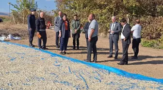 Bahşılı Kaymakamı Fidan Bozkır, Kabak Çekirdeği Hasadına Katıldı