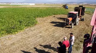 Burdur'da Şeker Pancarı Hasadı Rekoltesi Sevindiriyor