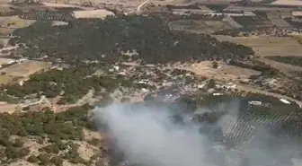 İzmir Dikili'de orman yangını çıktı