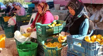 Alaşehir'de Cennet Hurmasına Yükselen Talep