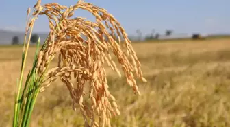 Silifke'de Çeltik Hasadı Başladı