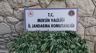 Mersin'de Uyuşturucu Operasyonu: 3 Gözaltı