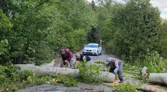 Adana'da Rüzgar Ağaçları Devrildi, Yol Kapandı