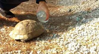 Dalaman'daki Orman Yangınında Kaplumbağaya Yardım