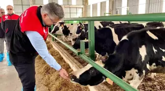 Balıkesir'de Hastalıktan Ari Hayvancılık İşletmeleri Artıyor