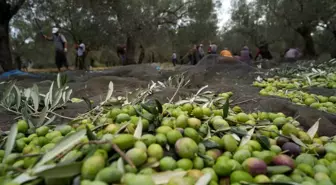 Balıkesir'de Zeytin Hasadı Tüm Hızıyla Sürüyor