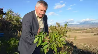 Çorum'da Bir Ceviz Fidanı İkinci Kez Meyve Verdi