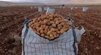 Malatya'nın Palanga Mahallesi'nde Patates Hasadı Başladı