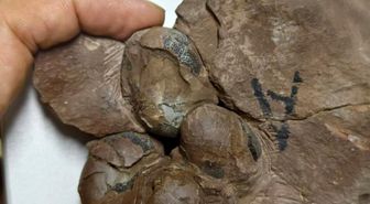 Çin'de Dünyanın En Küçük Dinozor Yumurtası Fosili Keşfedildi