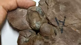 Çin'de Dünyanın En Küçük Dinozor Yumurtası Fosili Keşfedildi