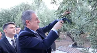 Mardin Valisi Akkoyun, Derik'te Zeytin Hasadına Katıldı