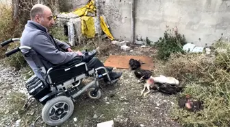 Başıboş Köpekler Yüksekova'da Tavukları Telef Etti