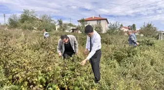 Pazaryeri Kaymakamı Kahraman, Yeni Ahududu ve Aronya Tarlalarını İnceledi