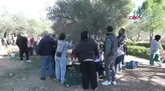 Urla'da Öğrenciler Zeytin Hasadına Katıldı