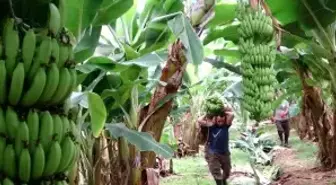 Mersin'de Muz Hasat Sezonu Başladı