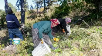 Simav'da Coğrafi İşaretli Kestane Hasadı Başladı