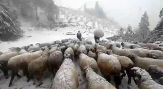 Doğu Karadeniz'de Çobanlar Kış Hazırlığı İçin Yaylalardan Mezralara İndi