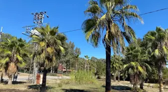 Antalya'da Sazlık Alanda Yangın Söndürüldü