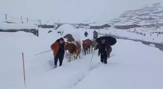 Kavrun Yaylası Karla Kaplandı, Besiciler Köylere İndi