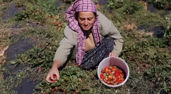 Hüyük Çileği Hasadı İçin Üreticilerin Telaşı Sürüyor