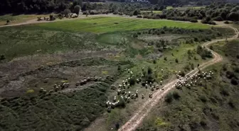 Barajın yüzde 90'ı kurudu; tarım arazilerinin su kaynağında koyun otlatılıp, otomobille geziliyor