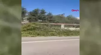 Bartın'da Ağaç Kesimi Sırasında Kaza: Bir Kişi Hayatını Kaybetti