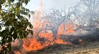 Denizli'de 7 Ayrı Noktada Yangın Çıktı