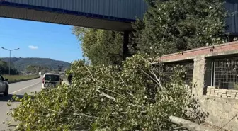 Bartın'da Ağaç Kesimi Sırasında Trajik Kaza: Bir Kişi Hayatını Kaybetti