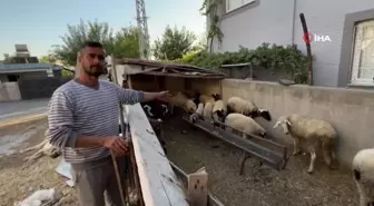 Polis, Depremzedenin Çalınan Koyunlarını Buldu