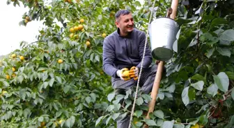 Cennet Hurması, Amasya'nın Ekonomik Can Simidi Oldu